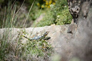 small lizard on a stone