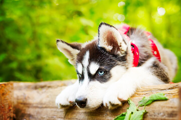 Siberian little Husky breed dog lying on green grass in the forest on a leash