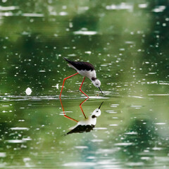Close-up photo of Black-winged Stilt, black and white bird with very long red legs, wading in the middle of the water surface. Himantopus himantopus.