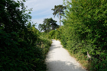 Fototapeta na wymiar Path between green trees