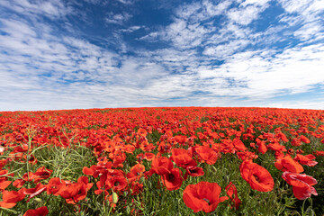 Blühende Mohnblumen auf einem Feld in der Uckermark