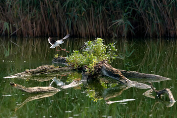 Close-up photo of Black-winged Stilt, black and white bird with very long red legs, landing in the middle of the water surface at the rain and strong backlight. Himantopus himantopus.