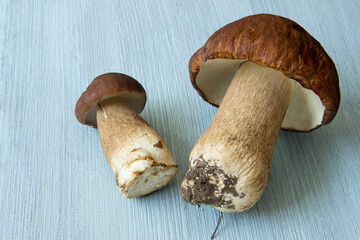 Two boletus on a wooden blue background.