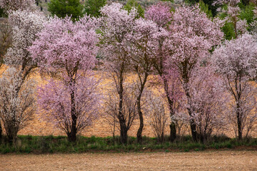 Fototapeta premium primavera en los alrededores de Saelices , Cuenca, Spain