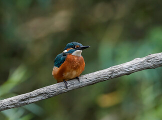 Close-up portrait of Common Kingfisher, Alcedo atthis, lurking on a twig, against a background of a green bushes. Flying jewel
