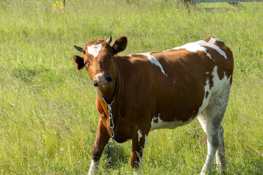 A playful red-spotted cow is grazing in a meadow. It is tied by a chain to a peg. Copy space.