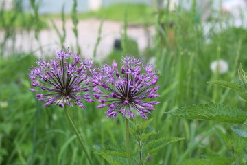 beautiful purple Allium flower in the form of a ball