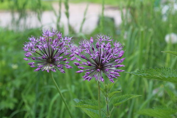 beautiful purple Allium flower in the form of a ball