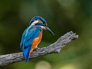 Close-up portrait of Common Kingfisher, Alcedo atthis, lurking on a twig, against a background of a green bushes. Flying jewel