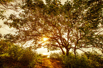 Big beautiful tree in sunset time