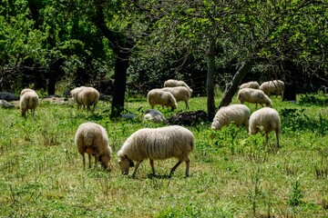 Obraz na płótnie Canvas ovejas pastando, Campanet , Mallorca, balearic islands, Spain