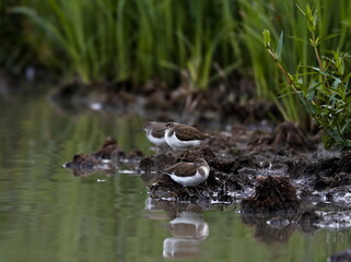 A group of shorebirds in a natural environment. Common Sandpiper, Actitis hypoleucos.