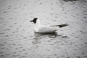 A seagull sits on the water