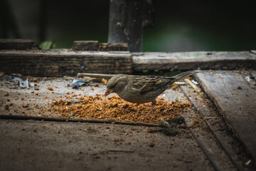 Bird eats crumbs from a feeding trough