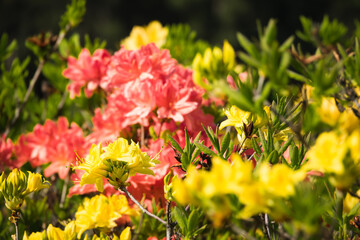 Bright flowers close-up