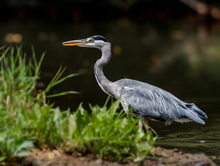Close-up portrait of grey heron lurking  on a catch in lake. Grey Heron, Adrea cinerea
