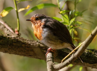Close-up potrait of a wonderful and colorful songbird with shining eye, sitting on a twig in a bushes. Eurasian Robin, Erithacus rubecula.