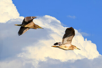 A couple of Night Herons with shining red eyes, flying on sky with white clouds at background. Black Crowned Night Heron, Nycticorax nycticorax.