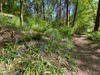 Path through an old forest with bluebells in, Hardcastle Crags, Hebden Bridge, UK
