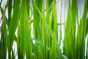 Naklejka premium Green leaves of young reeds