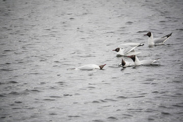 Fototapeta na wymiar Group of seagulls on the water.