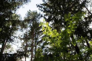 The sun's rays shine brightly through the foliage of mountain ash and the crowns of coniferous summer trees in the forest.