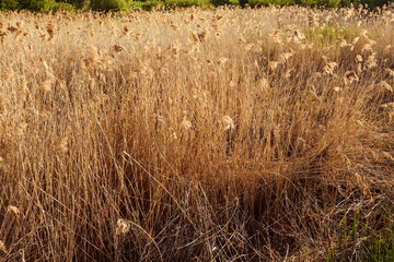 Hello summer concept. Beautiful light in field of spikes. Natural background, copy space.