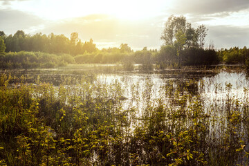 Sunny evening and pond with plants.