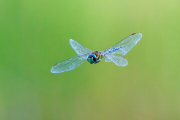 Closeup photo of dragonfly with transparent wings, neutral colorful background. Anax imperator.