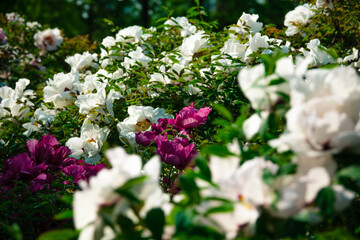 Fototapeta premium Lush bush of flowers
