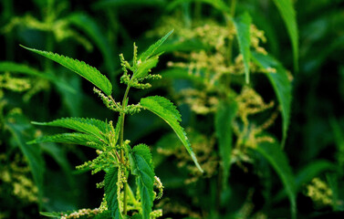 Stinging nettle leaves background. Beautiful spring young nettle top view. Fresh stinging nettle leaves for soup, vitamin salad or tea. Medicinal herb urtica dioica plant for hair, uterine contraction