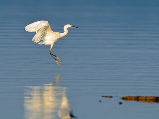 Close-up photo of little silver heron landing on the lake surface with reflection of image on the surface. Little egret, Egretta garzetta