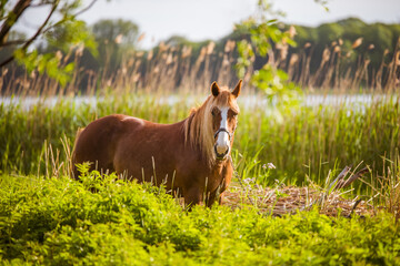 Horse grazing freely in a rural scene with a river