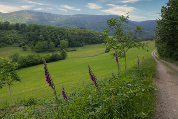 Landschaft im Val de Villé im Elsass im Frühsommer