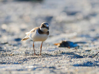 Close-up portrait of Little Ringed Plover on muddy beach in the strong backlight. Charadrius dubius.