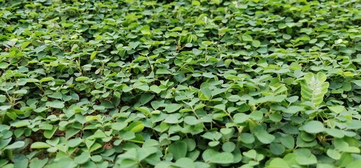 Green natural background