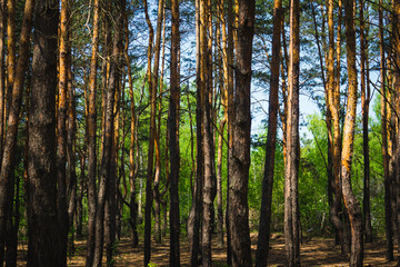 Fototapeta premium Thin Pine Trunks in a Spring Forest