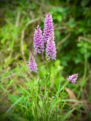 British Wild Spotted Orchid