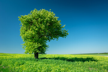 Fototapeta na wymiar Big green tree and blue sky