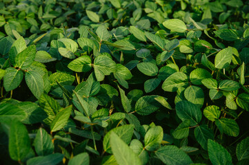 Fototapeta premium Big young and green leaves of soybean