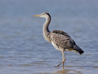 Close-up portrait of grey heron lurking  on a catch in lake. Grey Heron, Adrea cinerea