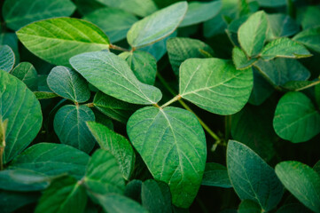 Big young and green leaves of soybean
