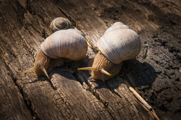 Two big snails on a wooden background