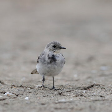Close-up photo of a young wagtail on a stony beach. White Pied Wagtail, Motacilla alba.