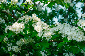 White flowers growing on a tree