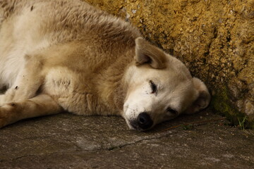 A yellow and dirty street dog sleeping calmly on the floor