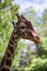 Obraz premium Face of a giraffe