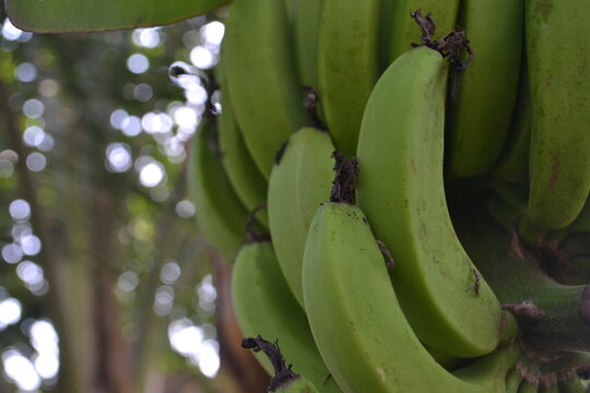 Banana Tree in Plantation
