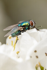 Fliege auf Blüte