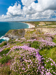 Sea pinks Armeria maritinum Coast Path Gunwalloe Fishing Cove, Cornwall England